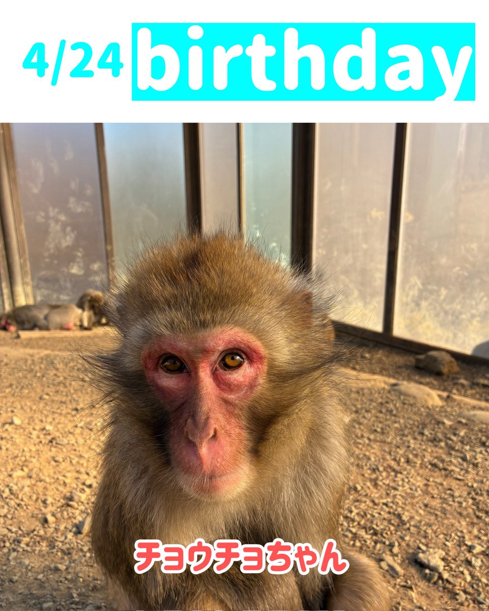 今週のお誕生日一覧〉 今週、お誕生日を迎えるおさるさんの紹介です