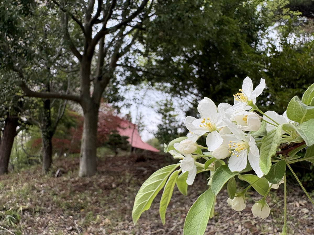 okitsushima_'s tweet photo. ピンクの蕾の桜は白い花が咲き、
今日の暖かさで満開になりました〜

そのうち、実がなります。

実がなったらまたお知らせします😌

#桜　#御朱印　#喜久田　#ふくしまDC https://t.co/ygmwIboVZc