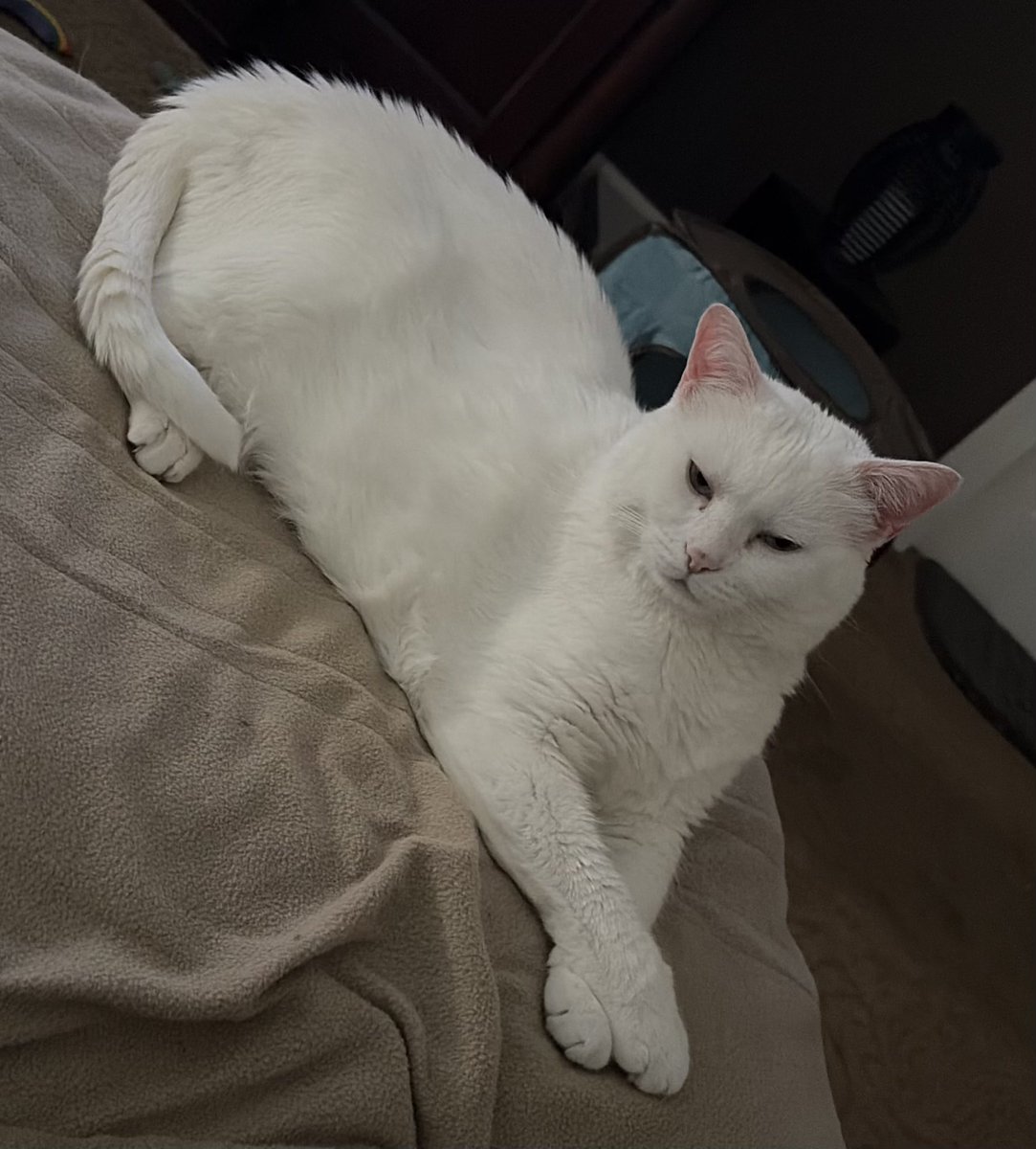 shepzkc's tweet image. #cats #catsonx #xcats #catsofx #kittyloafmonday ~ Hayla doing a very nice long loaf (&amp;amp; she knows it) 🥰