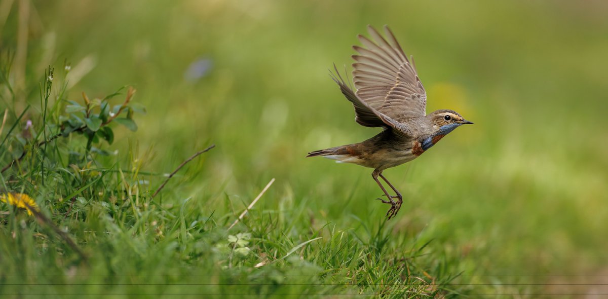 Brian's Birds tweet media