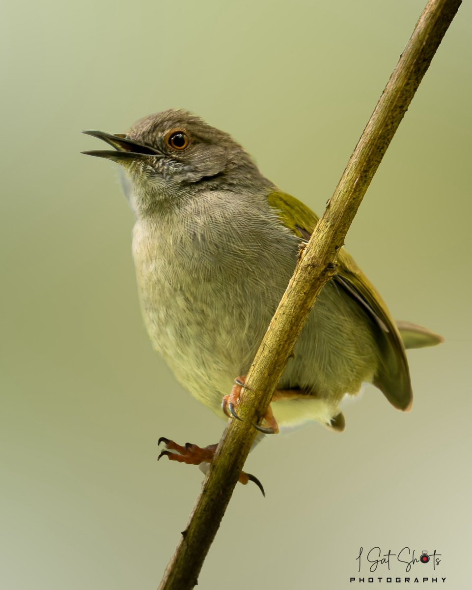 Green-backed Camaroptera