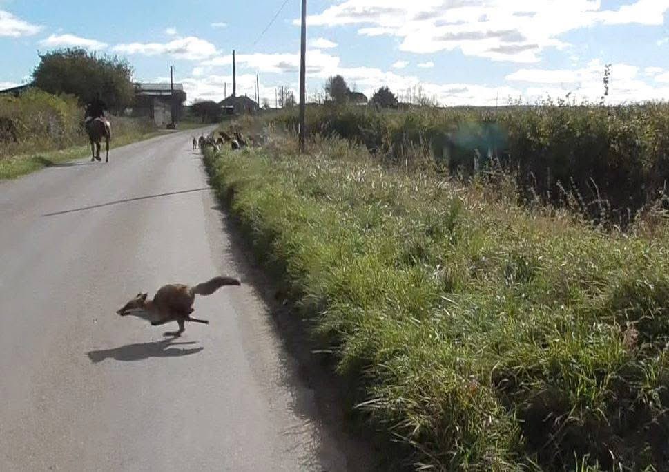 Dorset Hunt Monitor tweet media