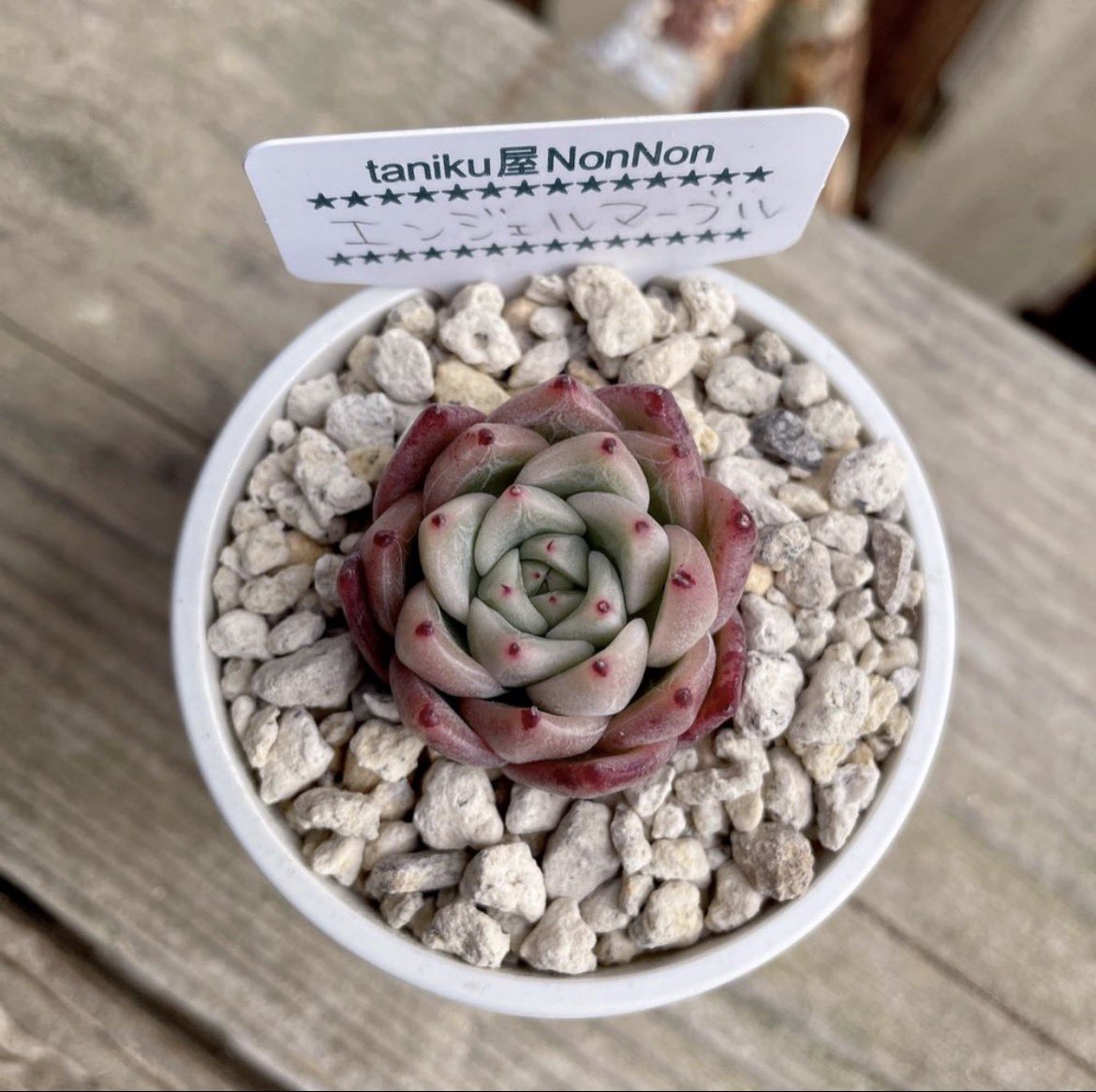 Ruta29life's tweet image. #beforeafter
#エンジェルマーブル

エンジェルマーブル
今も可愛いけどもう少し
綺麗になるはずなのに😵‍💫
開き始めてるのかな💧

①2026.4月
②      〃    横から
③2023.1月

#多肉
#多肉植物