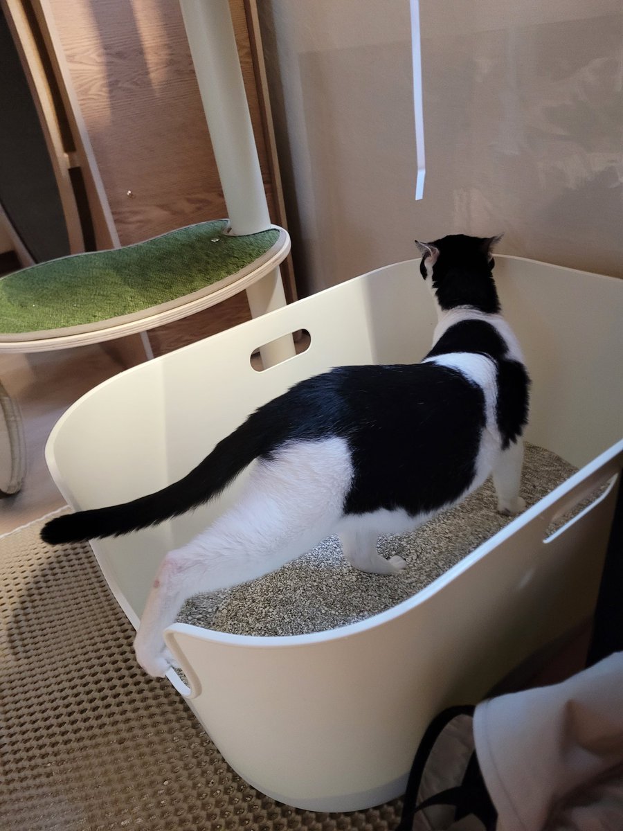 우아한 자태로 쉬냄새 맡고 계시는