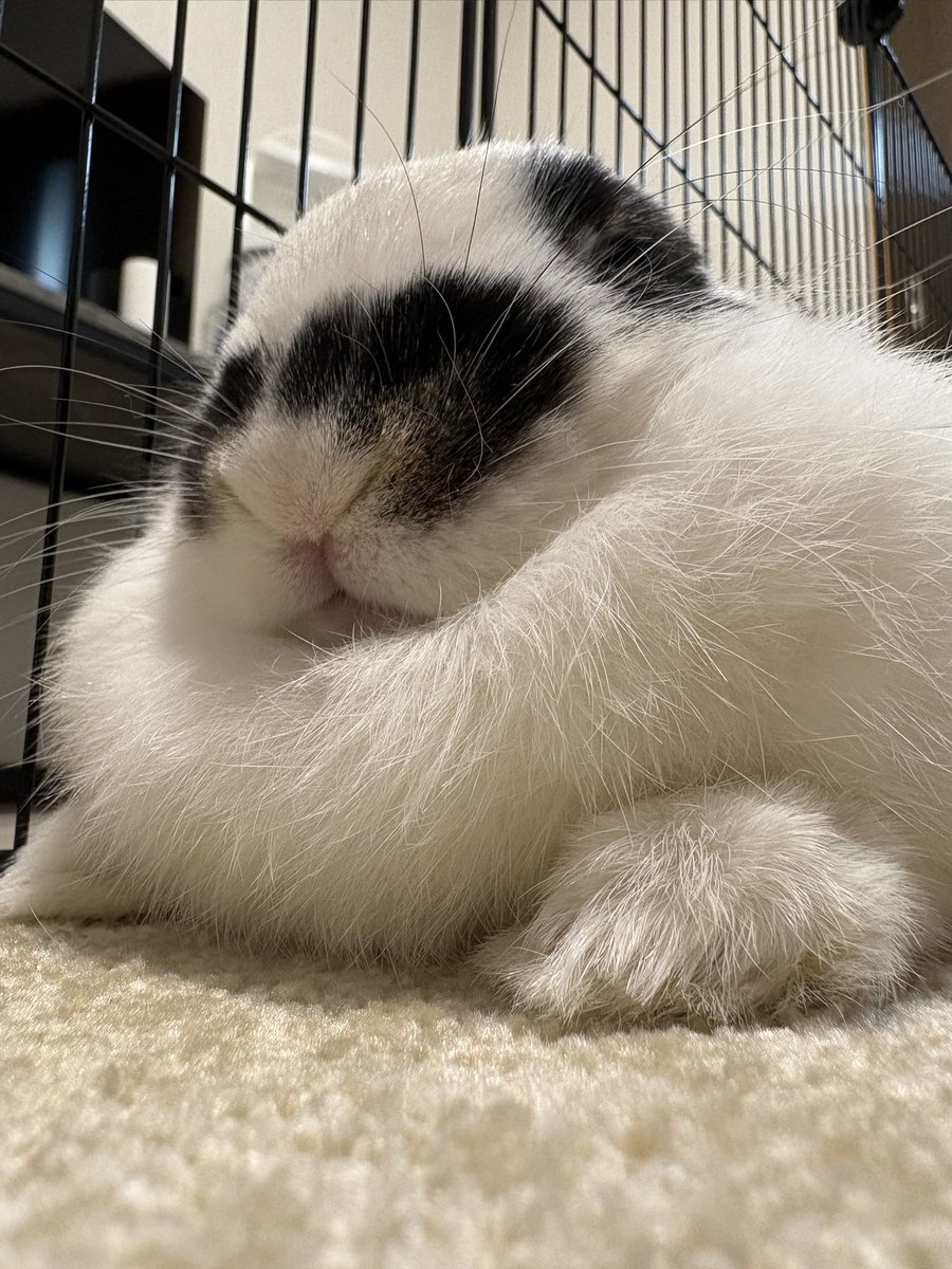 うさぎのミルちゃんꪔ̤̮ tweet media