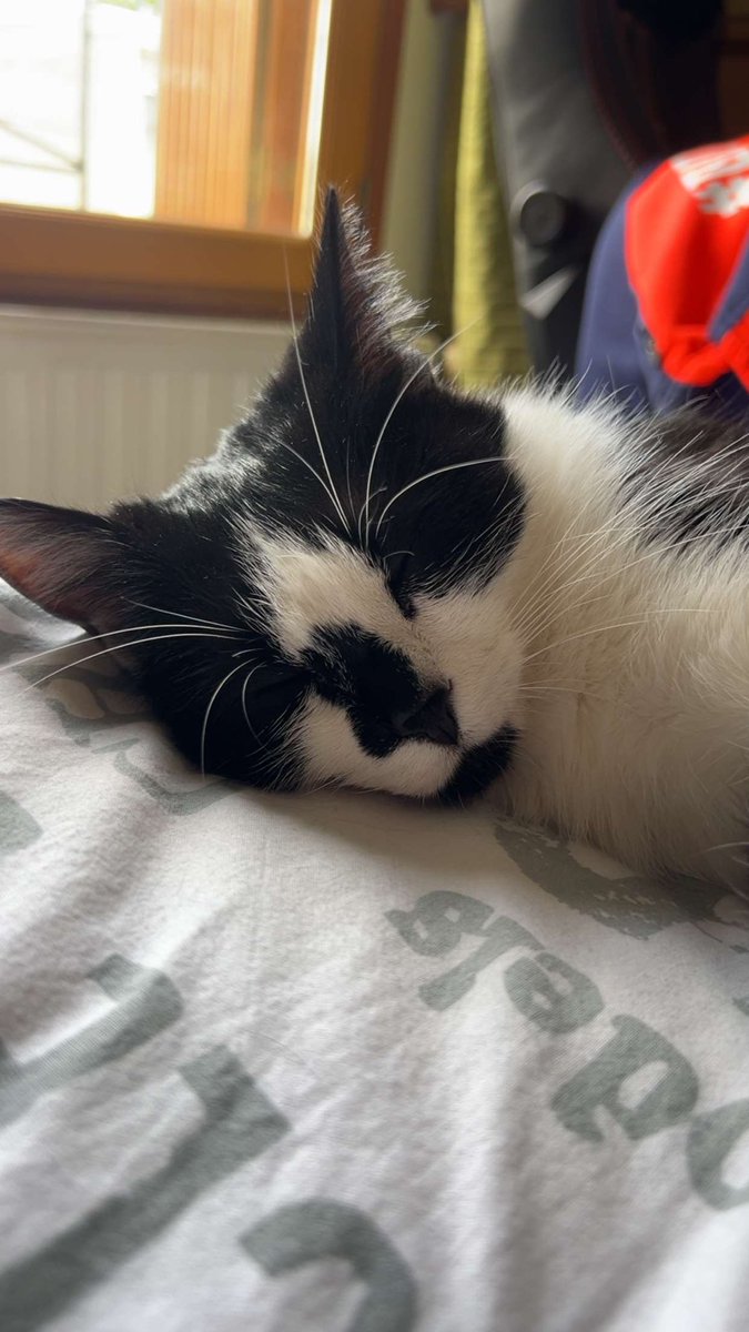 l'orgueil du puma 🐆 tweet media
