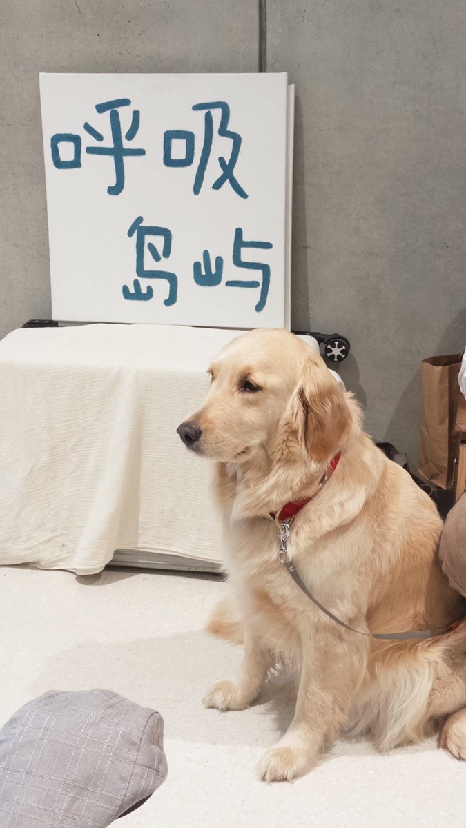 ☆₊⁺忽然聽聽🦴🐾 tweet media