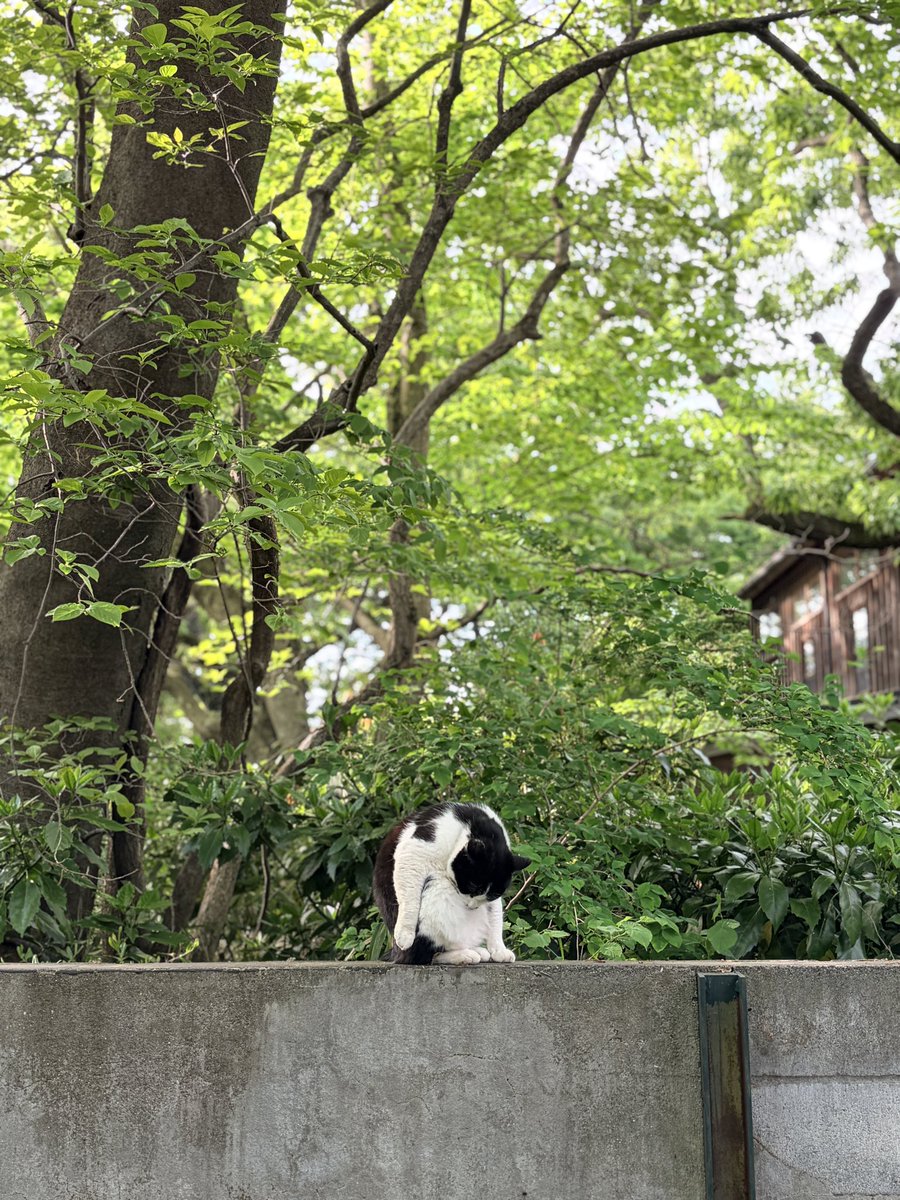 あお(Aocassia) 歌とモノづくり師 tweet media