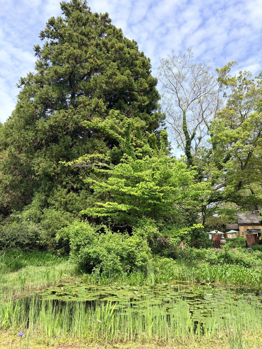 あお(Aocassia) 歌とモノづくり師 tweet media