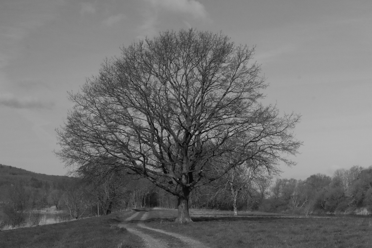 DrCKaiser's tweet image. #photo #Photography #landscape #monochrome #blackandwhite #trees #nature #blackandwhitephotography #landscapephotography
