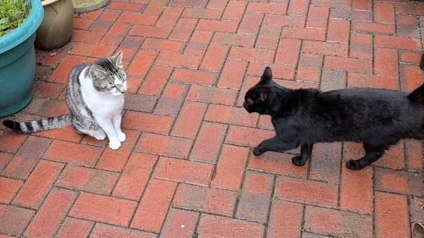 Robert Allotment cat,now helped by Janet & Amanda tweet media