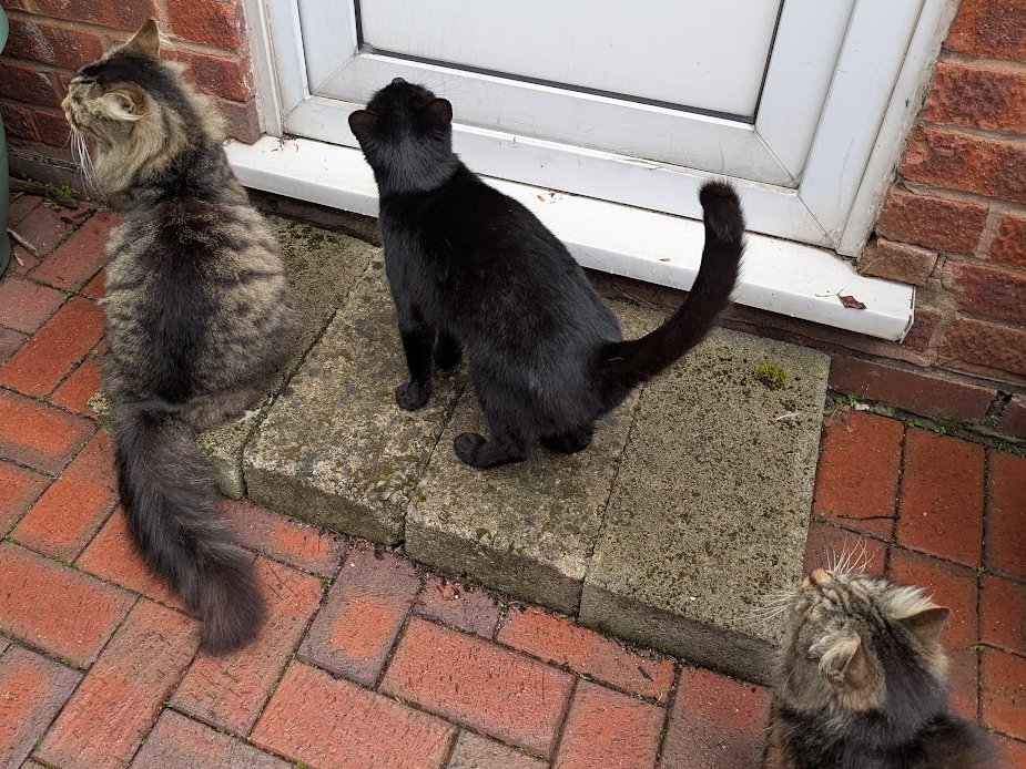 Robert Allotment cat,now helped by Janet & Amanda tweet media