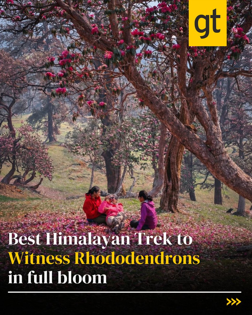gtholidays_'s tweet image. Chase the vibrant bloom of rhododendrons along the breathtaking trails of Himalayas—where every step feels like walking through a natural paradise in full color.

For the best customer experience, call us at 9940882200.

#himalayantrek #rhododendronbloom #natureescape #gtholidays