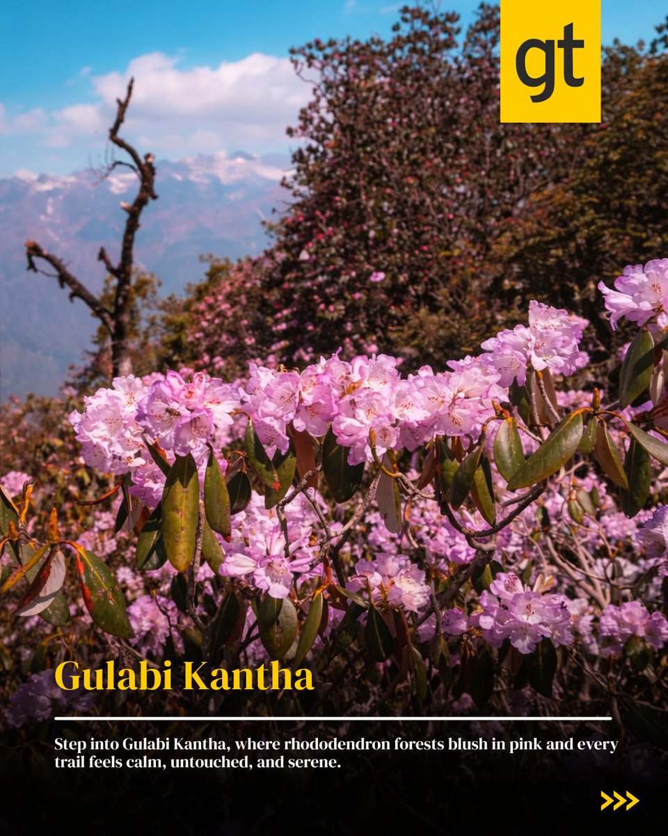 gtholidays_'s tweet image. Chase the vibrant bloom of rhododendrons along the breathtaking trails of Himalayas—where every step feels like walking through a natural paradise in full color.

For the best customer experience, call us at 9940882200.

#himalayantrek #rhododendronbloom #natureescape #gtholidays