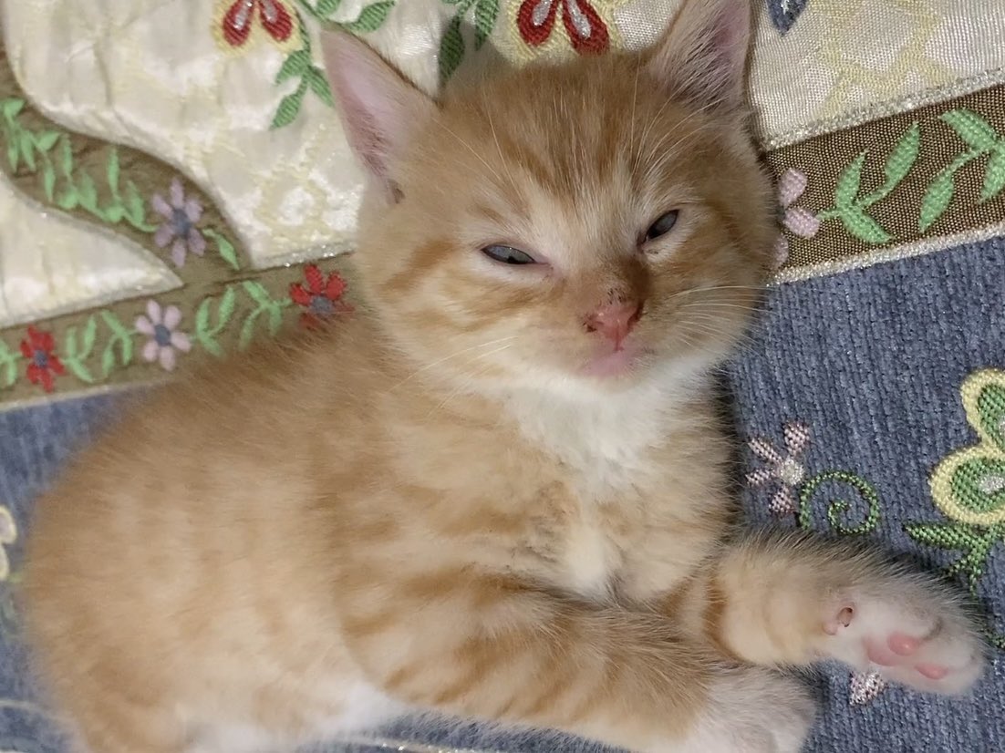 Sam 🦖 tweet media