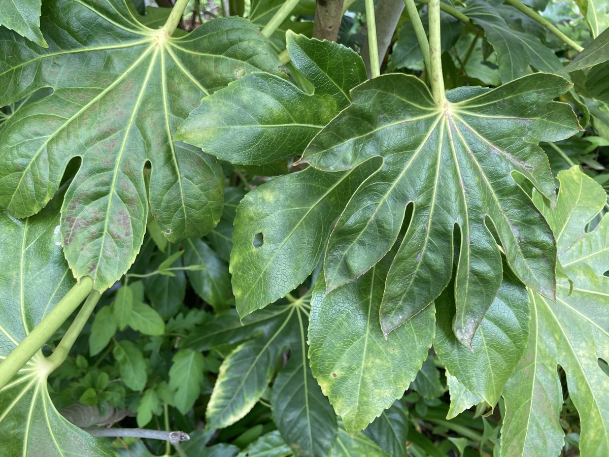 萬衛門 tweet media