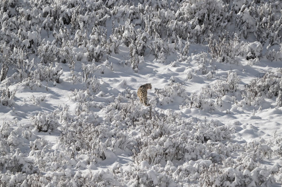 ChinaDaily's tweet image. At 3,950 meters in Aba county, #Sichuan, a photographer captured stunning images of a snow leopard, known as the "King of the Snow Mountains".

A first-class protected species in #China, the snow leopard's presence is a key indicator of ecosystem health across the country's