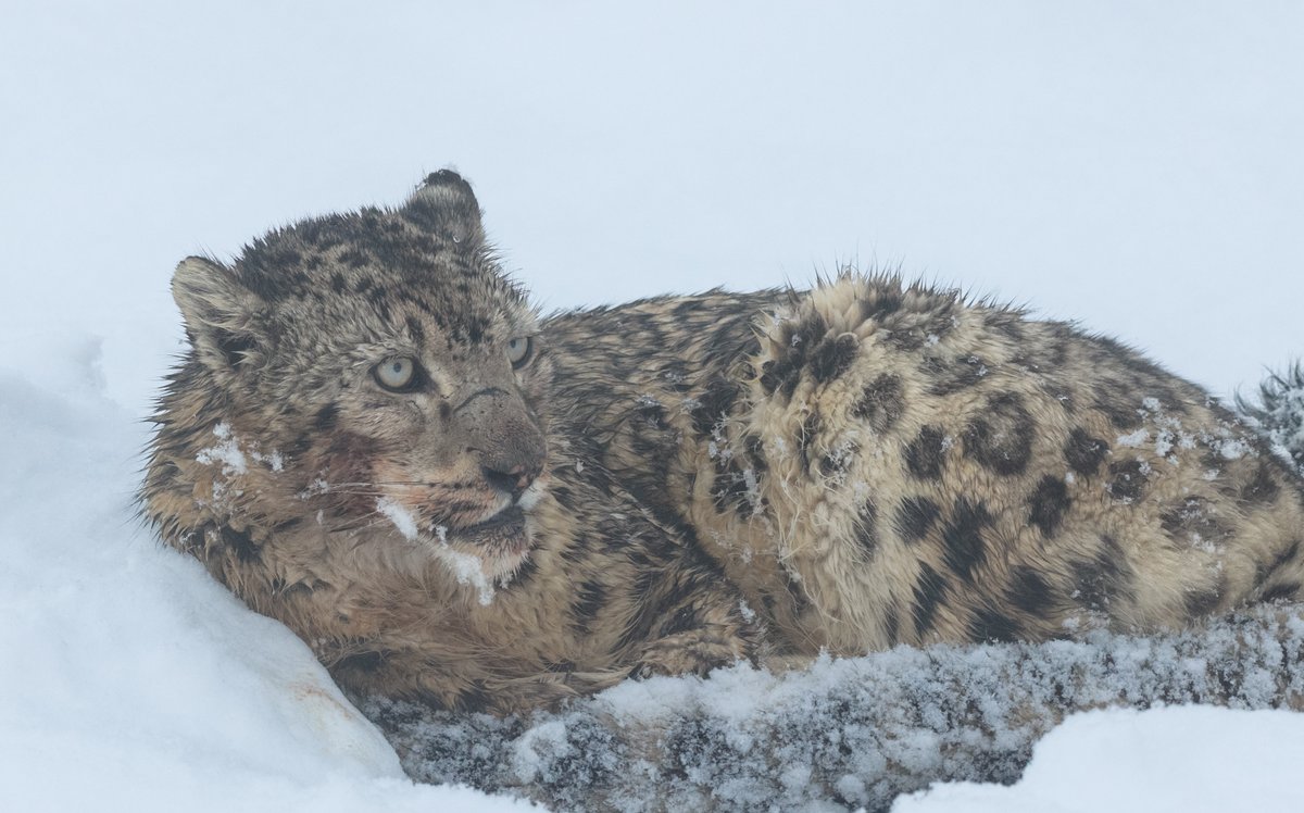 ChinaDaily's tweet image. At 3,950 meters in Aba county, #Sichuan, a photographer captured stunning images of a snow leopard, known as the "King of the Snow Mountains".

A first-class protected species in #China, the snow leopard's presence is a key indicator of ecosystem health across the country's