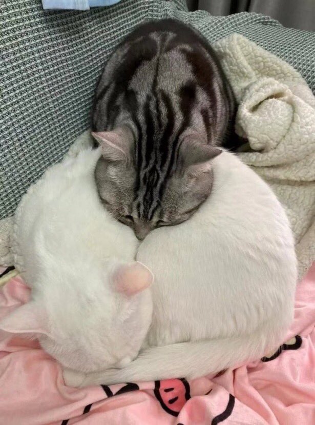 猫しか勝たん tweet media