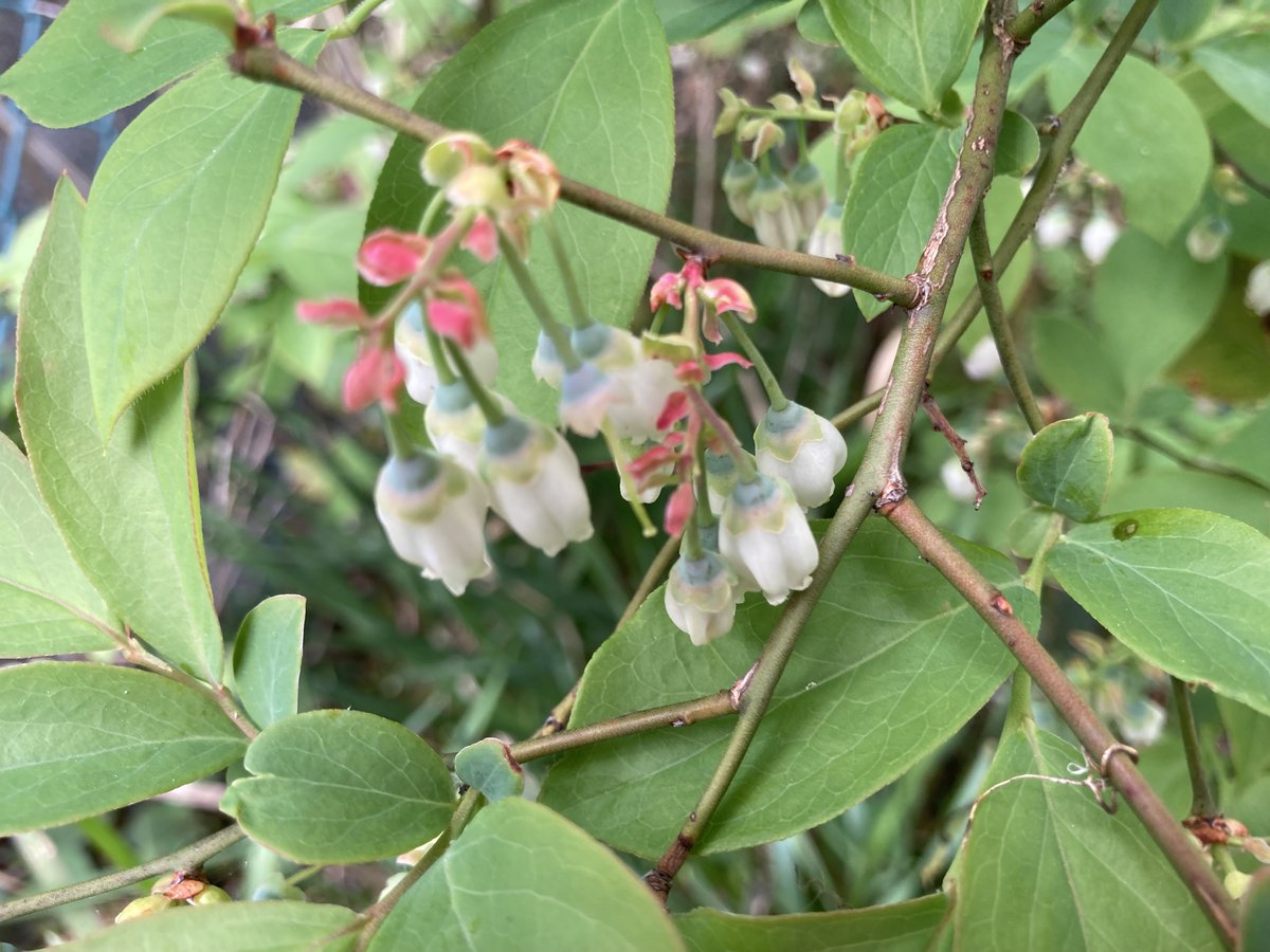 萬衛門 tweet media