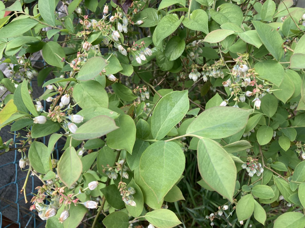 萬衛門 tweet media