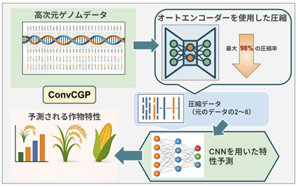 UTokyo_Agri's tweet photo. 【研究成果】DNA情報を98%圧縮し、作物の性質を高精度予測
https://t.co/ETLoS1Giwy
#東京大学 #農学部 #DNA #AI #ゲノムデータ #イネ #トウモロコシ #生産・環境生物学 https://t.co/vTnpjiiJBn