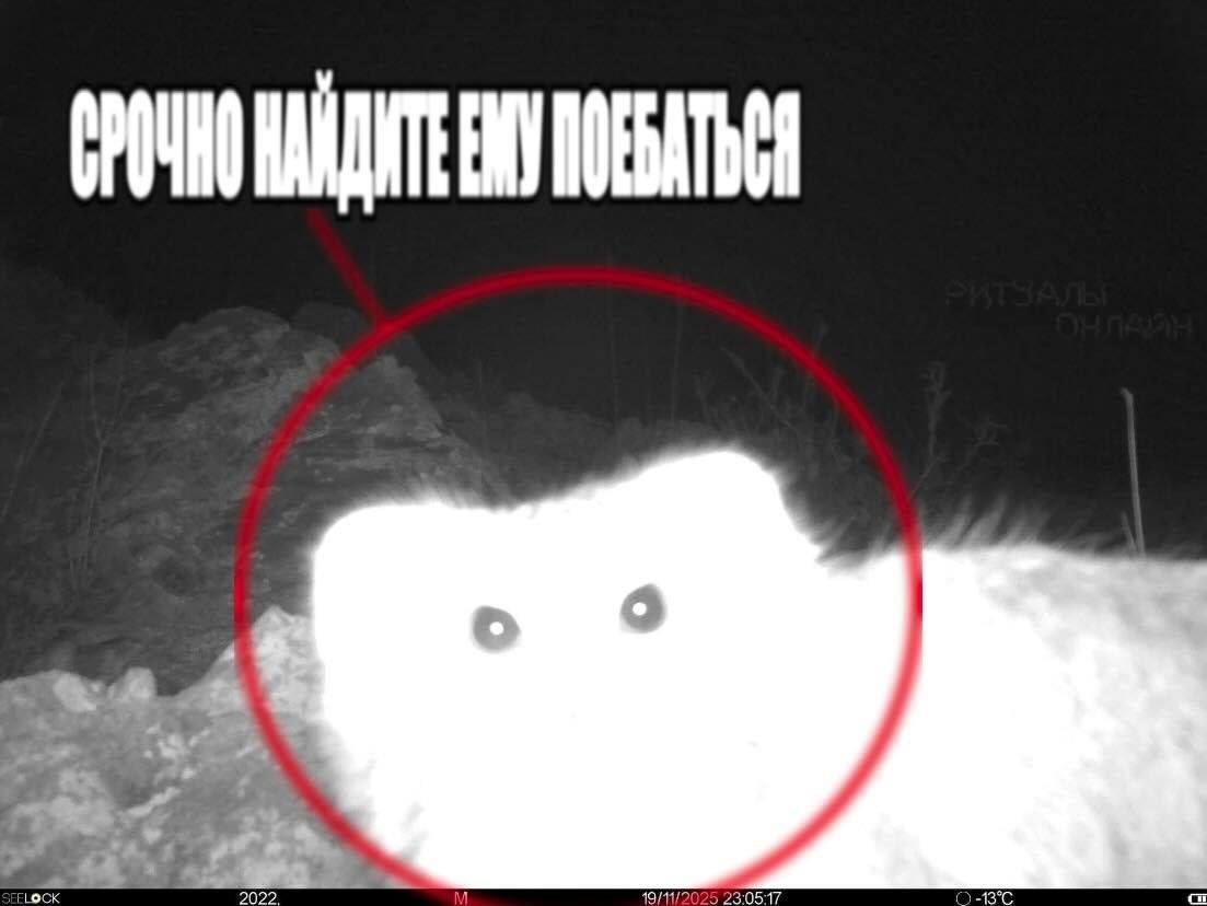 Имморальный средний класс tweet media