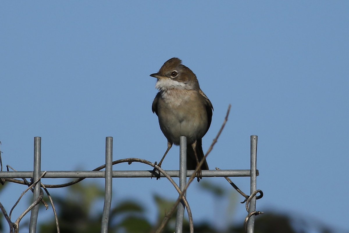Rainham RSPB 19/04/2026