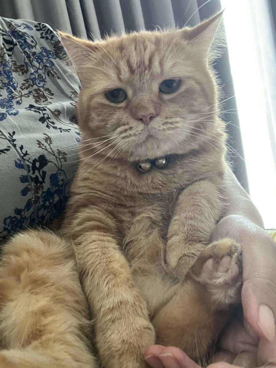 Adung & Imut 🐈 tweet media