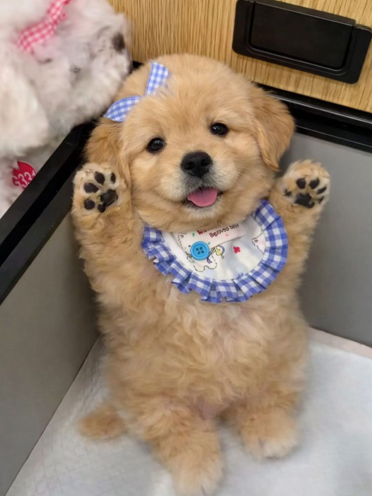 🌻 Bittersweet (REST)🌻 tweet media