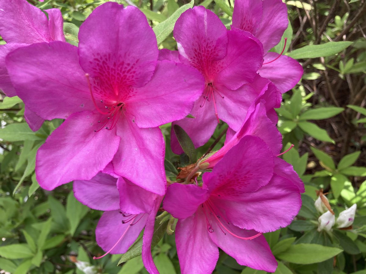 萬衛門 tweet media