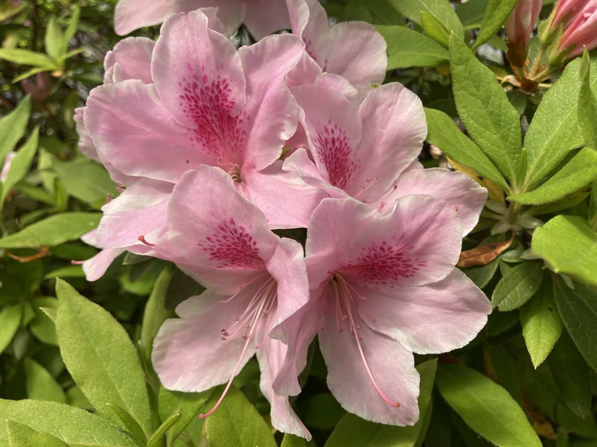 萬衛門 tweet media