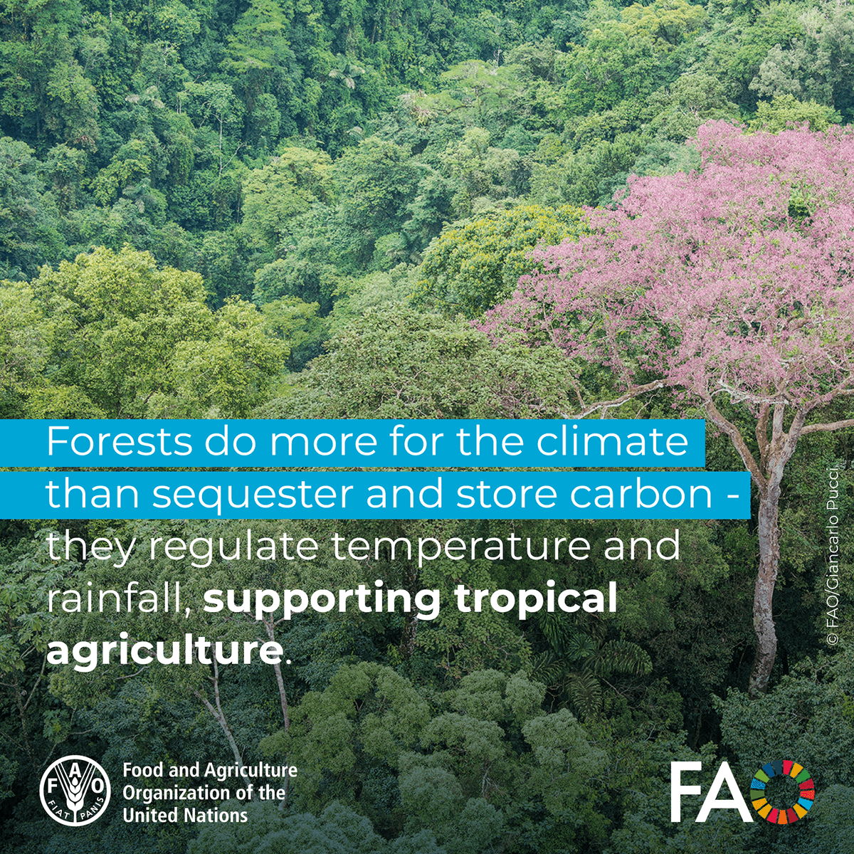 FAOForestry's tweet image. Forests do more for the climate than sequester and store carbon - they regulate temperature and rainfall, supporting tropical agriculture.
#ClimateAction