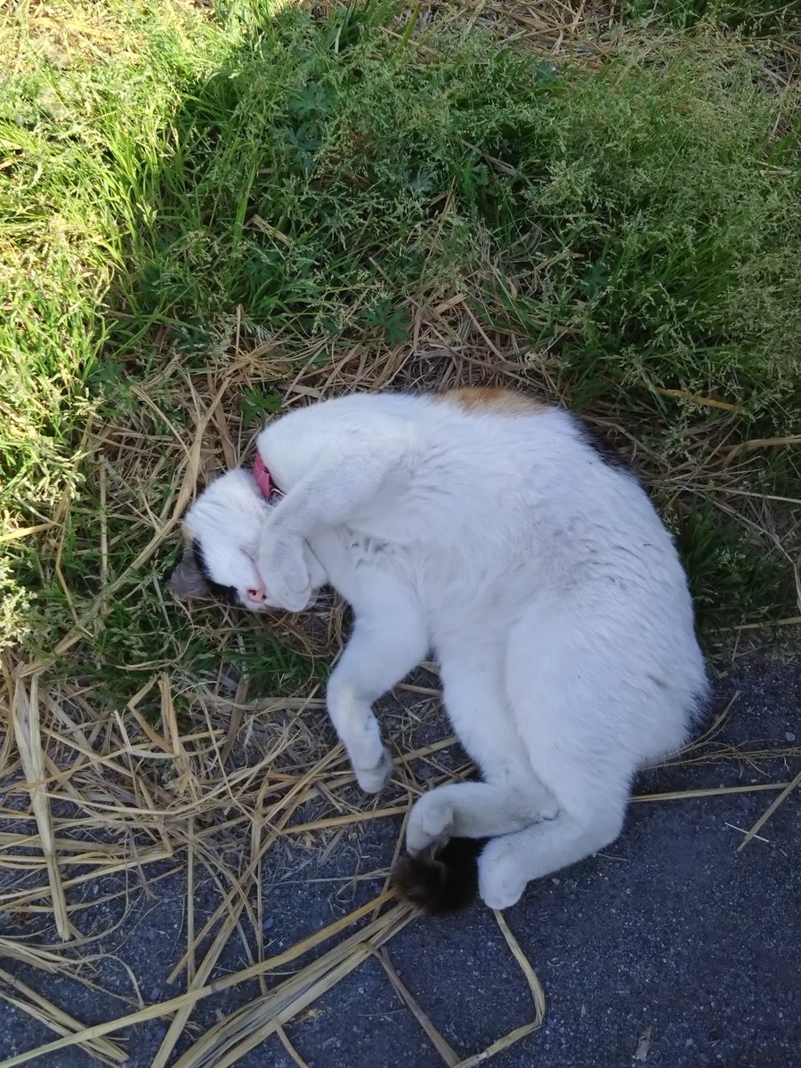 厩務員Ｔ tweet media