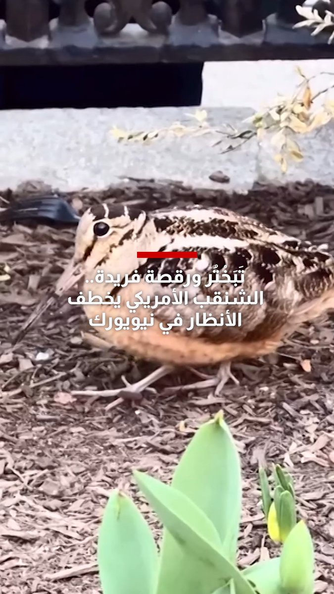 تَبَخْتُر ورقصة فريدة.. الشنقب الأمريكي يخطف الأنظار في نيويورك وحركاته تحقق انتشارًا واسعًا على الإنترنت 