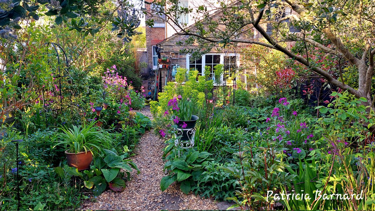 rockandroses_'s tweet image. The garden always looks so green and fresh at this time of the year. Wishing you all a good week... #gardening #spring #gardenphotography #mygarden #photography #GardeningTwitter