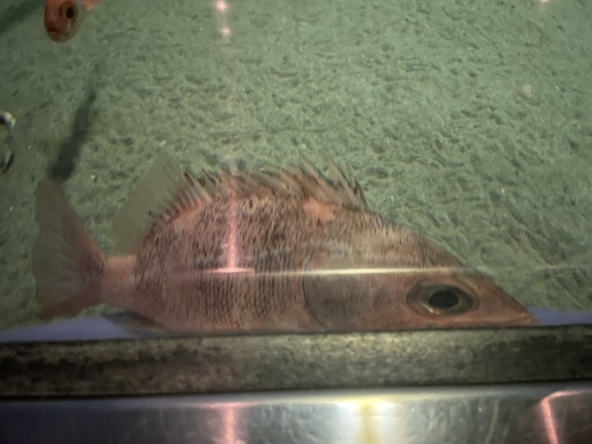 うぇる 4/25@DIVE into YOYOGI vol.4 tweet media