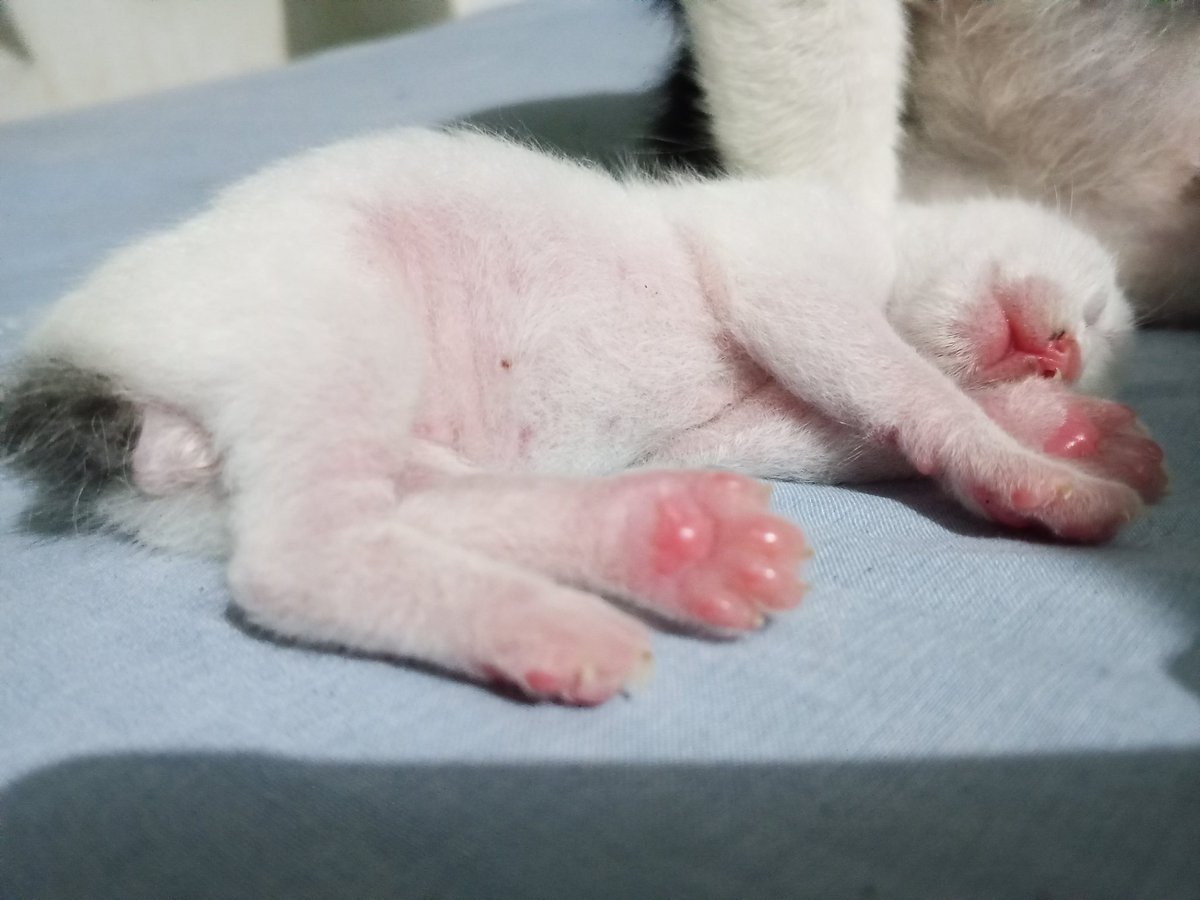 Amara 🌸 || Commission Open! tweet media