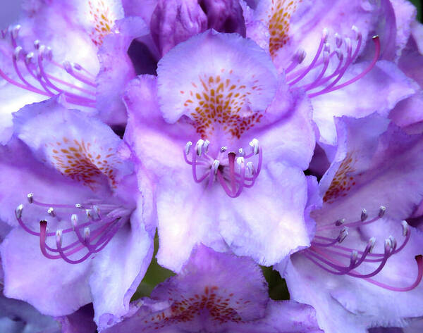HurmerintaArt's tweet image. The Purple Rhododendron.
Beautiful flowers in the garden.
johanna-hurmerinta.pixels.com 
#wallart #cards #bags #pillows