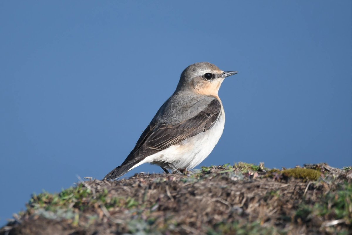 nealesmithworld's tweet image. Wheatear 
Bude Cornwall 〓〓
#Bude #Cornwall 
#Wheatear