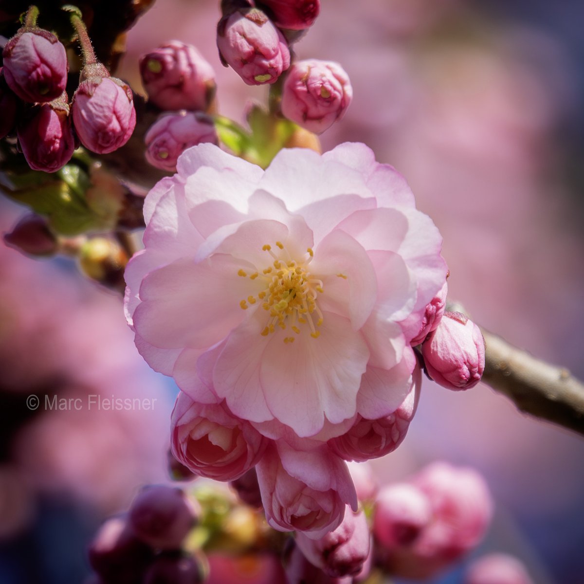 Cygnus453487's tweet image. Down by the river. Good #MondayMorning my dear friends, I wish you all a great day and a wonderful new week ahead!