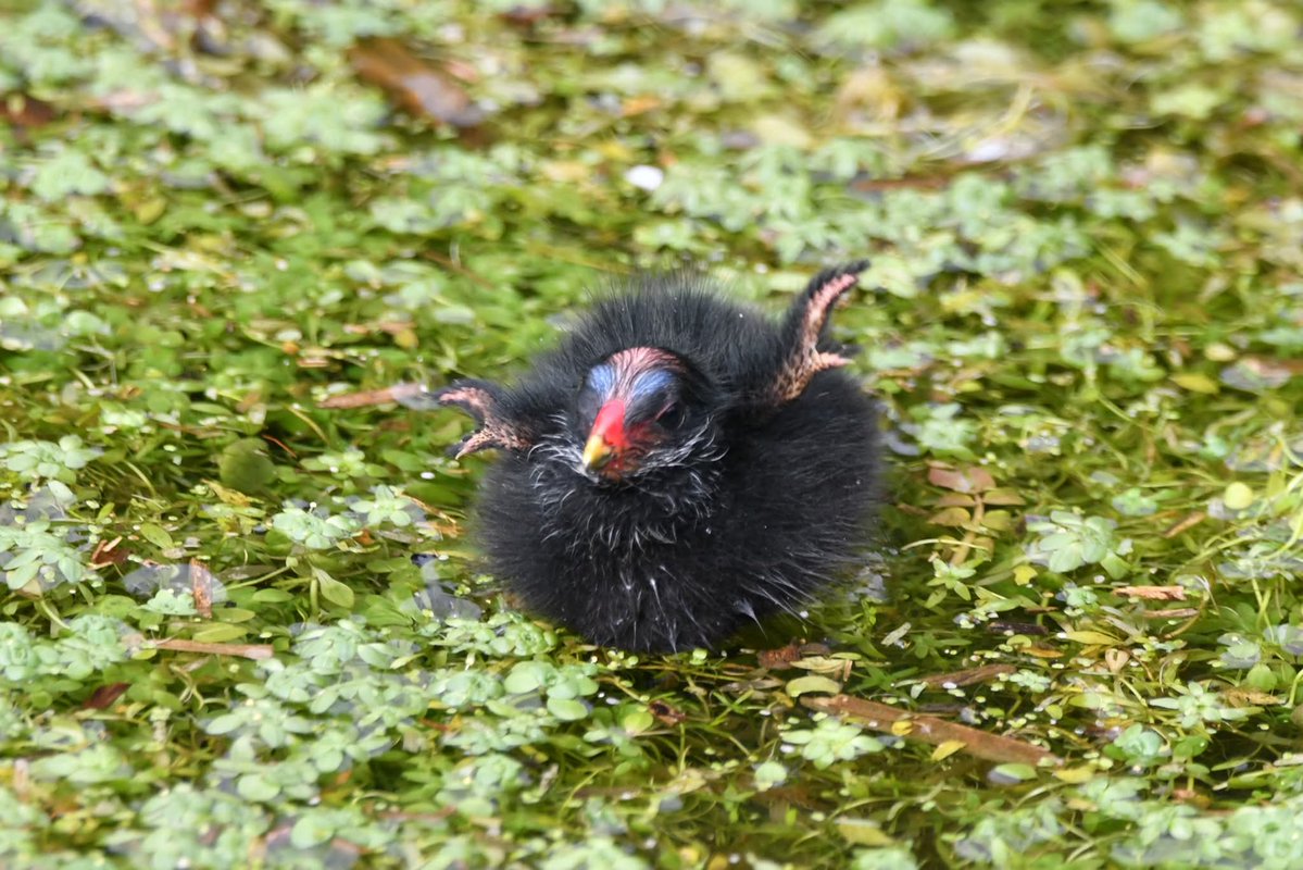 nealesmithworld's tweet image. Moorhen chick 
Bude Cornwall 〓〓
#Bude #Cornwall 
#Moorhen