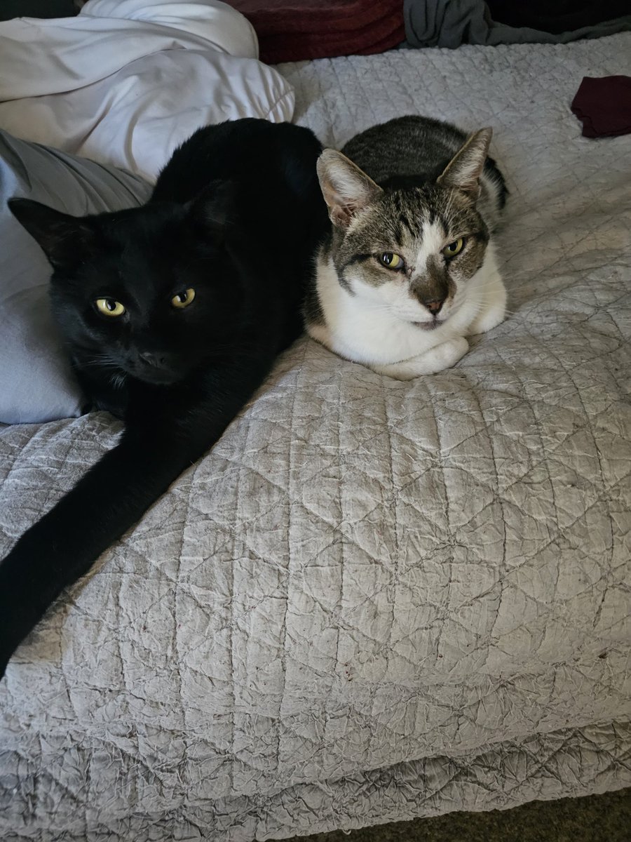 OldManRingo's tweet photo. 2 years later and Nixon, now Neeko is the funniest butt ever. He likes to pretend he is an alpha cat. Biting is his love language. He has had a lot of new friends join him in that time too. https://t.co/t8jdSF4vIr