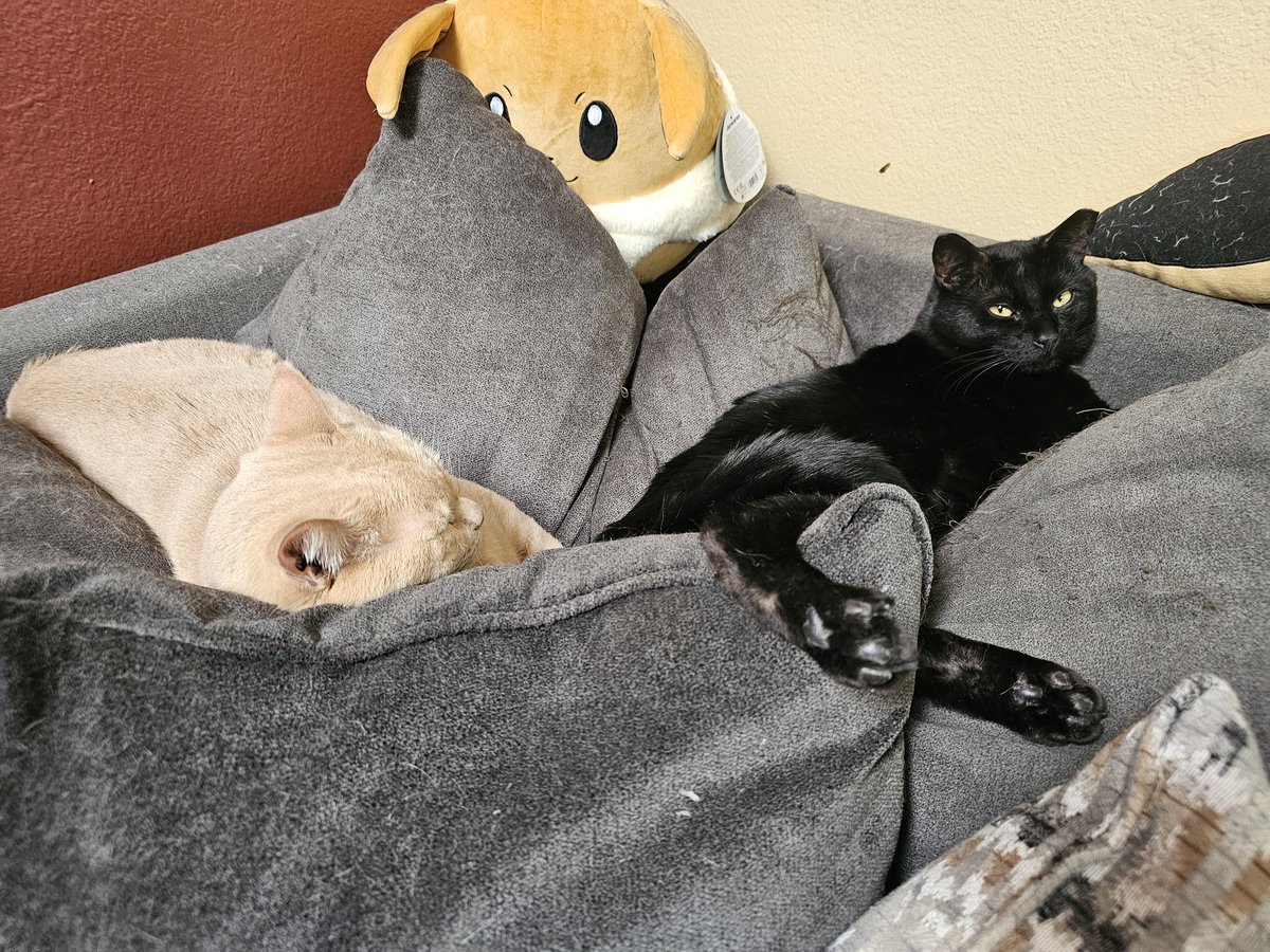 OldManRingo's tweet photo. 2 years later and Nixon, now Neeko is the funniest butt ever. He likes to pretend he is an alpha cat. Biting is his love language. He has had a lot of new friends join him in that time too. https://t.co/t8jdSF4vIr