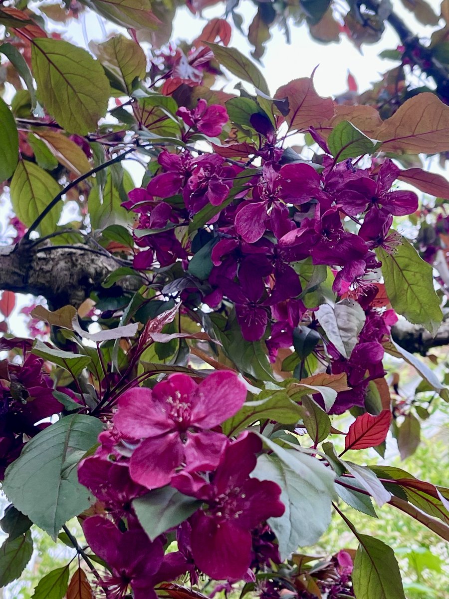 melanie_mjk's tweet photo. Monday greetings with a sprinkling of magenta blossom to wish everyone a Happy Monday &amp; week! 🌺🌿🌺 #MagentaMonday #Mondaythoughts #Springblossom #Springtime https://t.co/A4xMwRkLFj