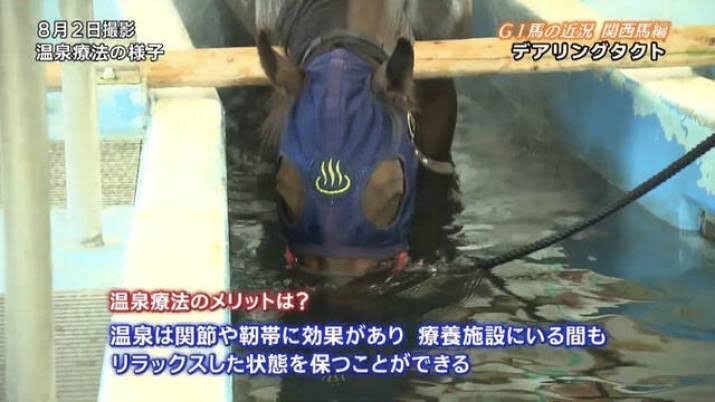 ひきわけ tweet media