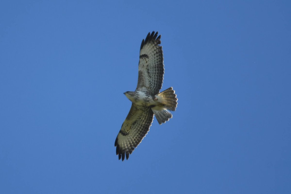 nealesmithworld's tweet image. Buzzard 
Bude Cornwall 〓〓
#Bude #Cornwall 
#Buzzard