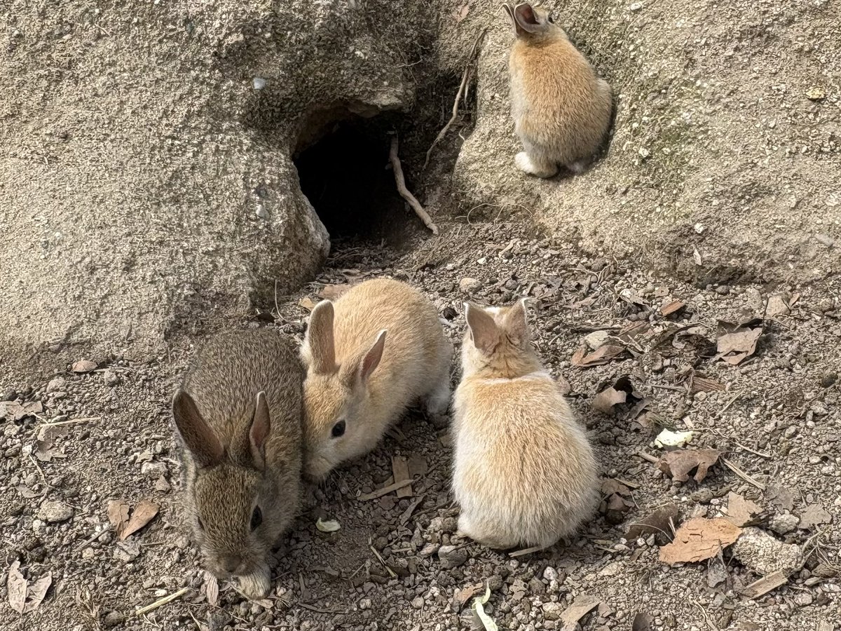 夕ケシャツ tweet media