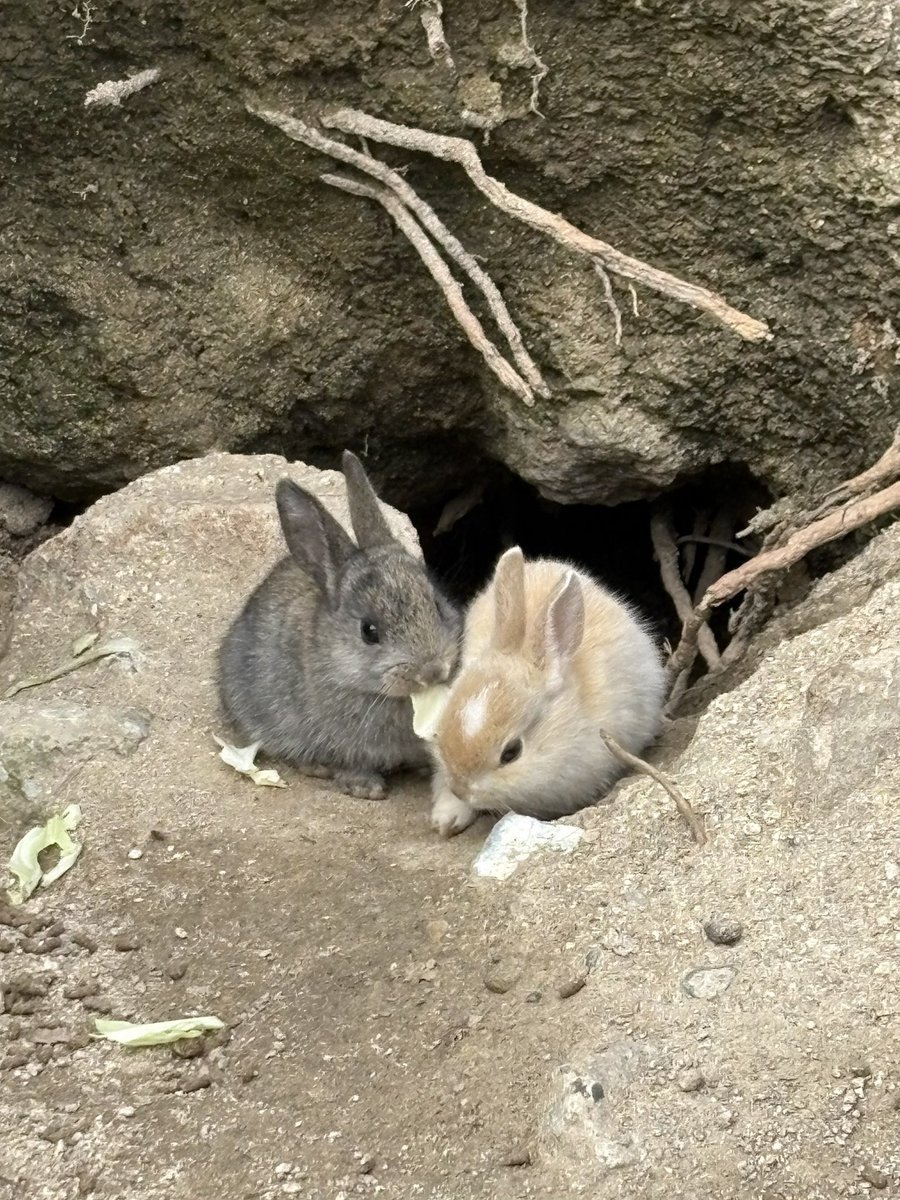 夕ケシャツ tweet media