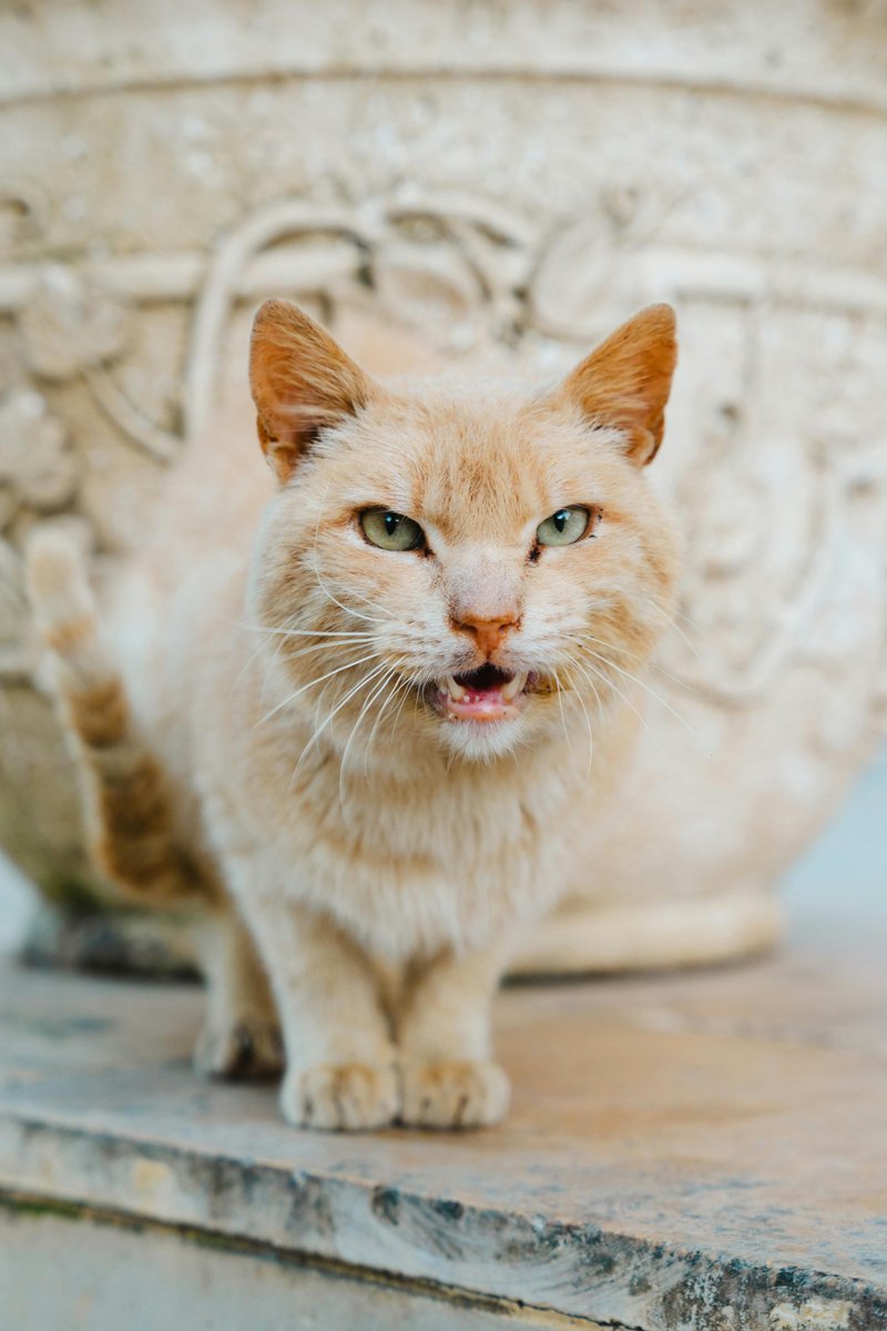 Alice_Vogue's tweet image. #HEALING #CALM #RELAX